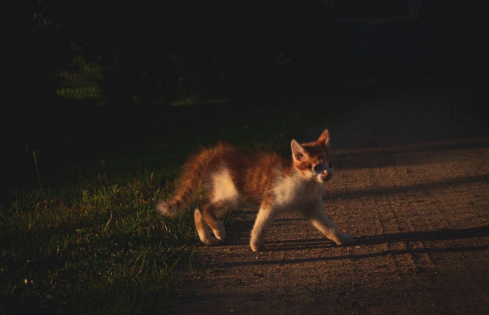 Кот гарцует