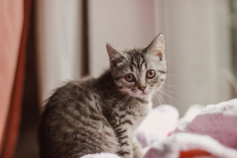 Оконные посиделки