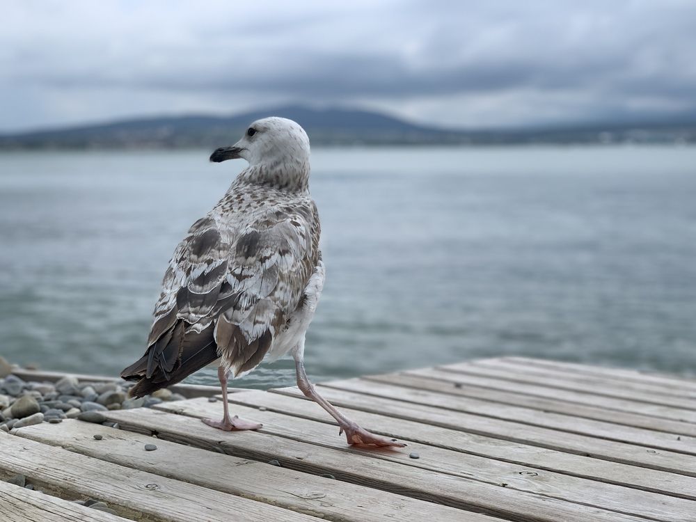 Photograph by Екатерина Толкунова