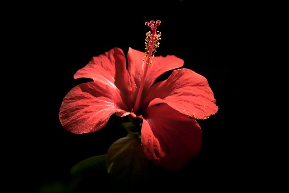 Photograph by Julia Bukshpan