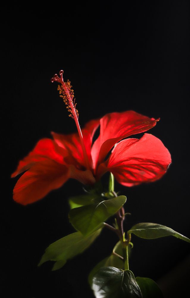 Photograph by Julia Bukshpan