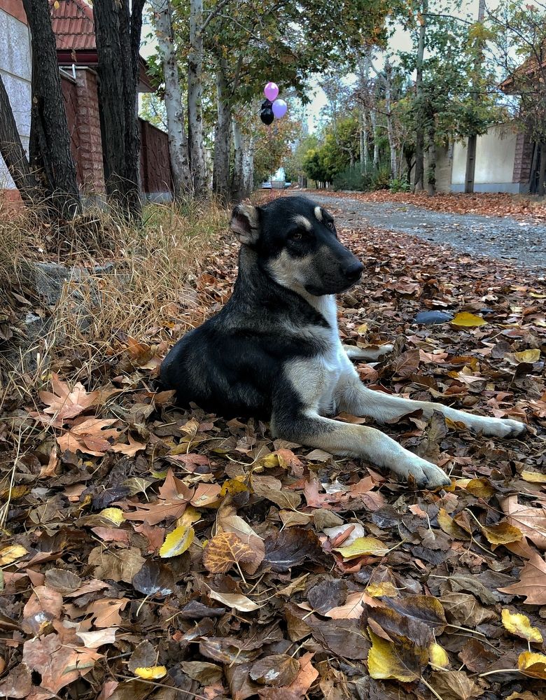 Фотография автора Faeze Eskandari