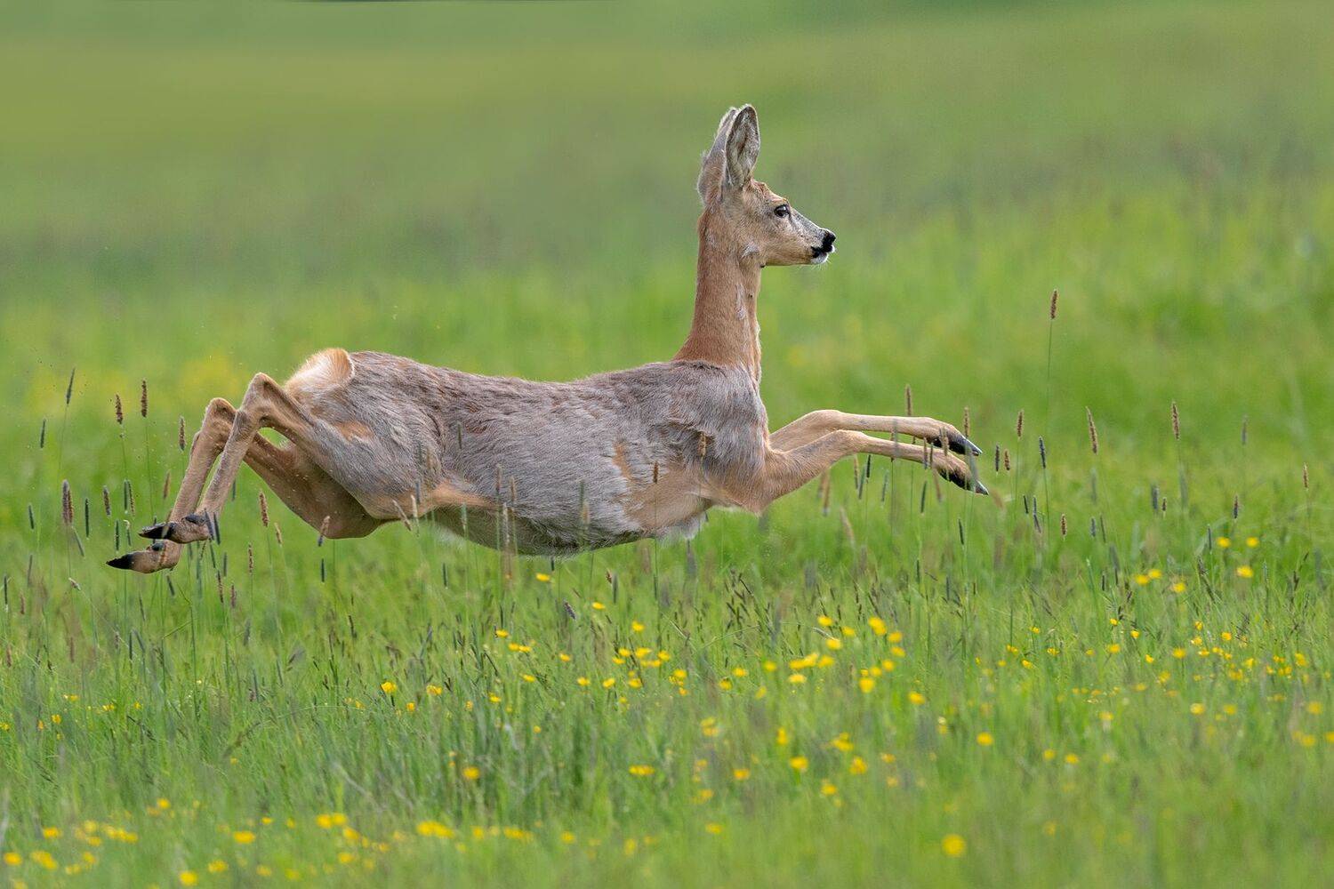 Freedom of the Meadow