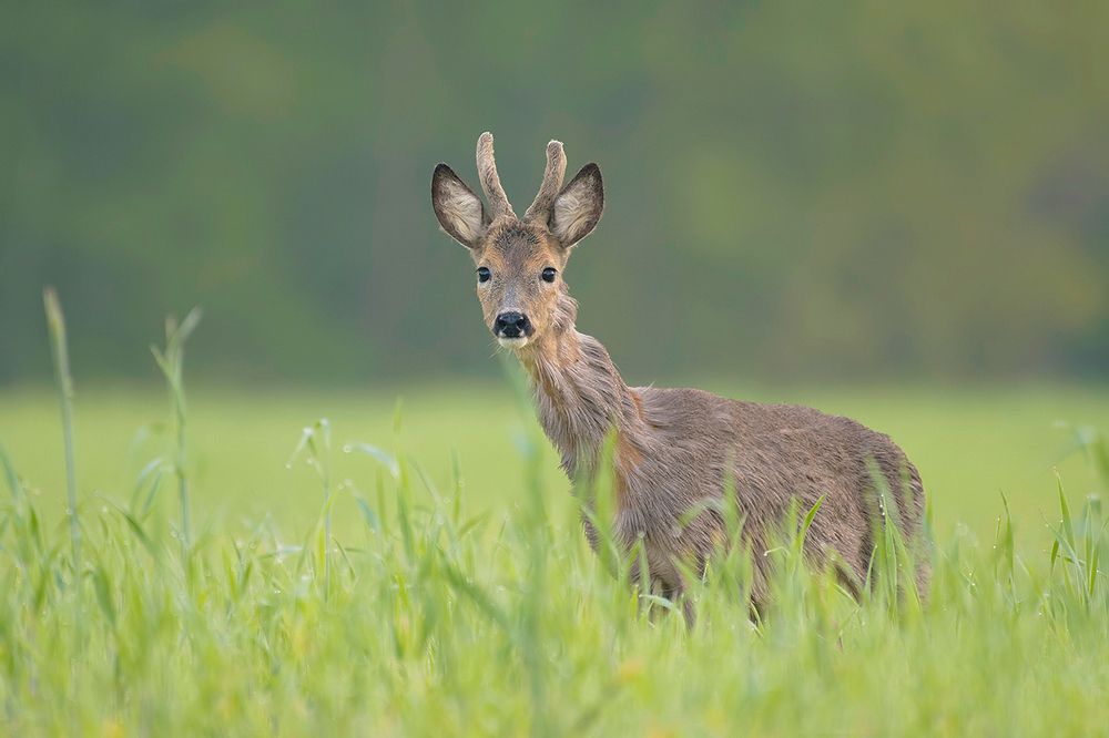 Morning Encounter