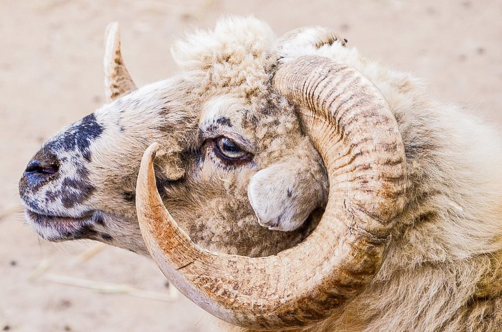 Овен в расцвете сил.