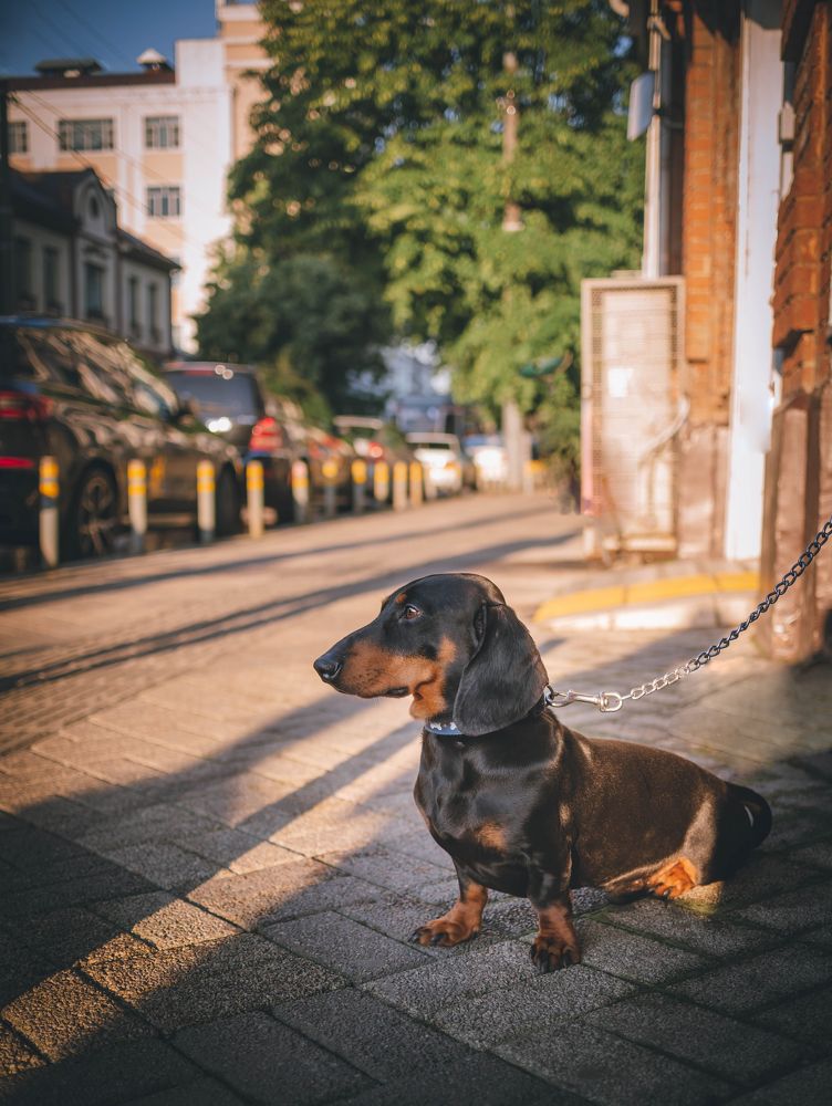 Фотография автора Константин Яковлев