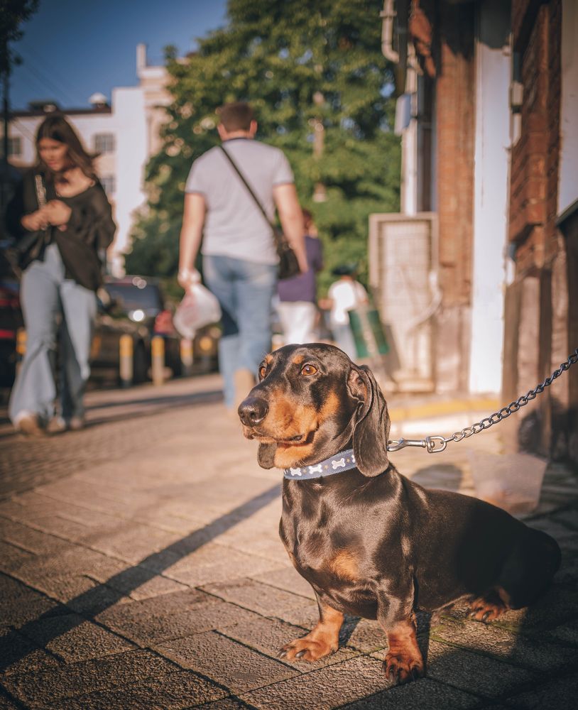 Фотография автора Константин Яковлев