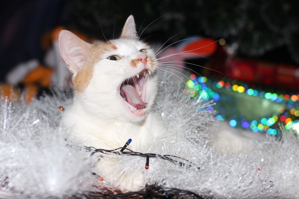 Photograph by Татка Эмигра