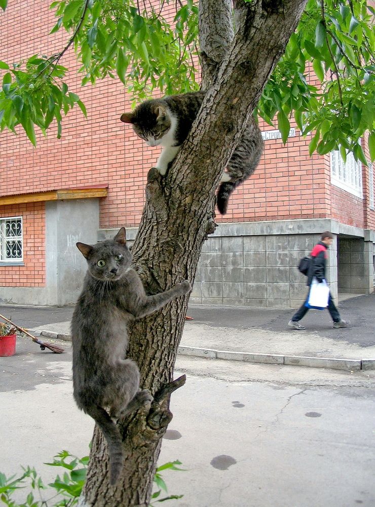 Фотография автора Александр Челмодеев