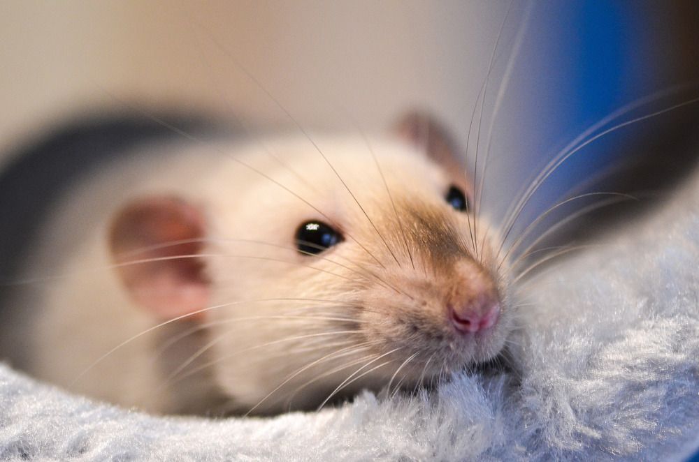 Тимофей. Любимый мой!