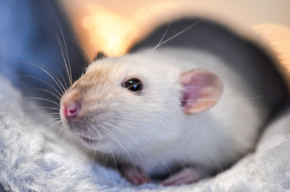 Тимоша. Мой Сладкий.