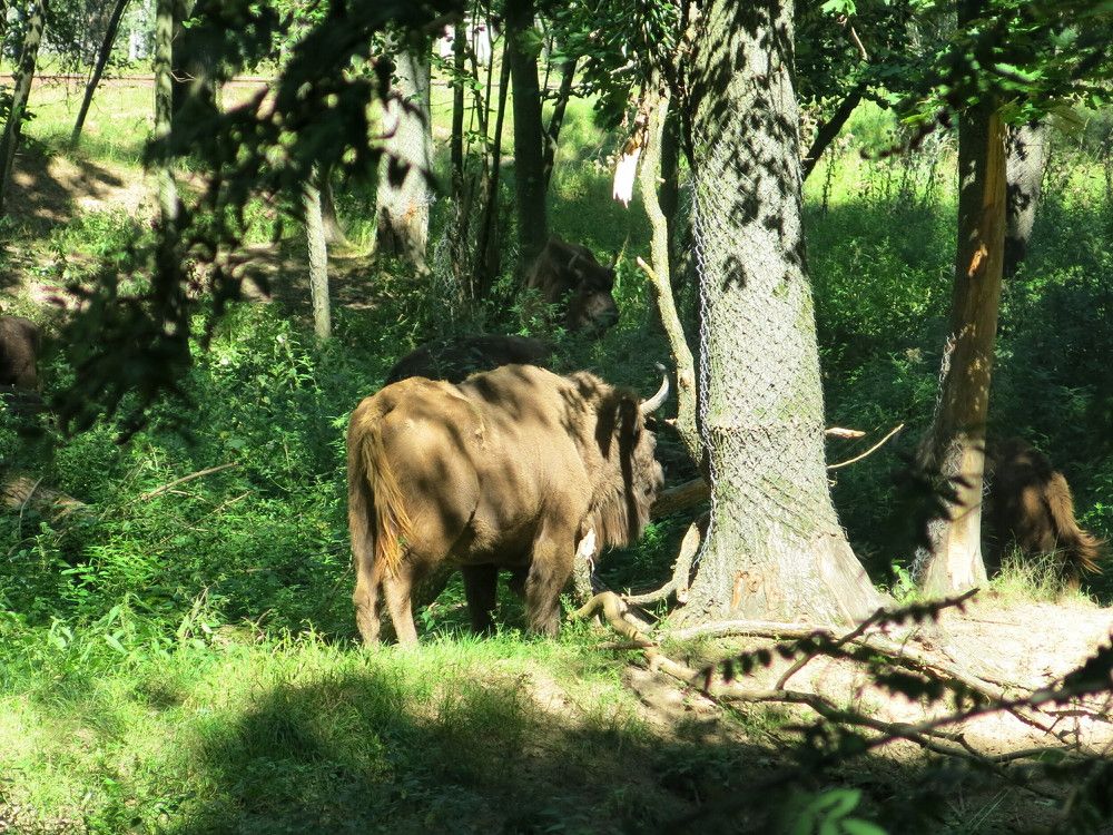 Photograph by ЭЛЬМИРА  ИСМАИЛОВА