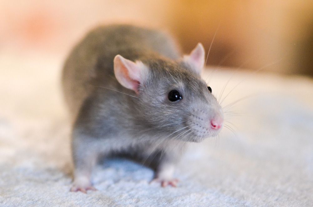 Вкусненькое что-нибудь есть?