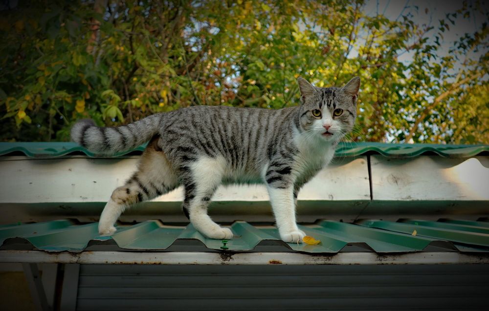 Вечерняя прогулка