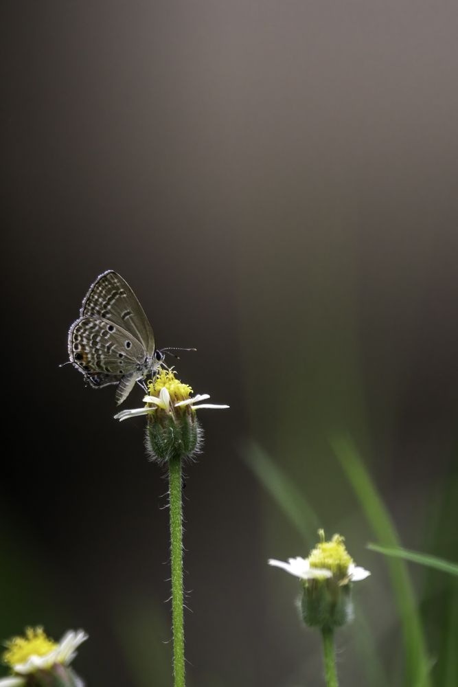 Photograph by Kushan Madushanka Sonnadara
