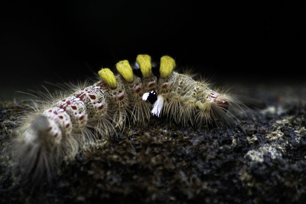 Photograph by Kushan Madushanka Sonnadara