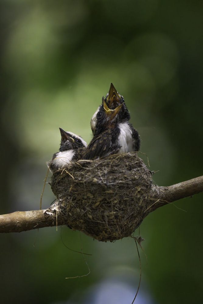 Photograph by Kushan Madushanka Sonnadara