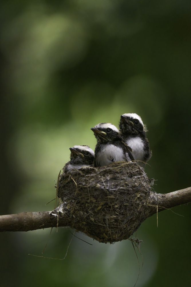 Photograph by Kushan Madushanka Sonnadara