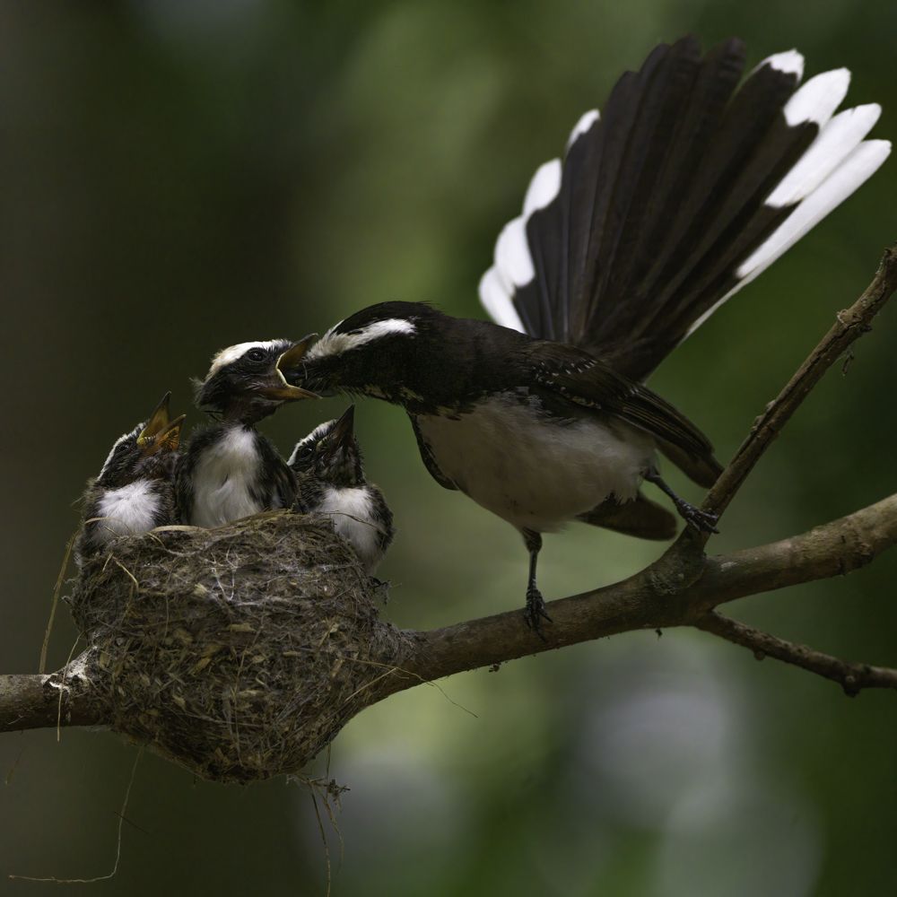 Photograph by Kushan Madushanka Sonnadara