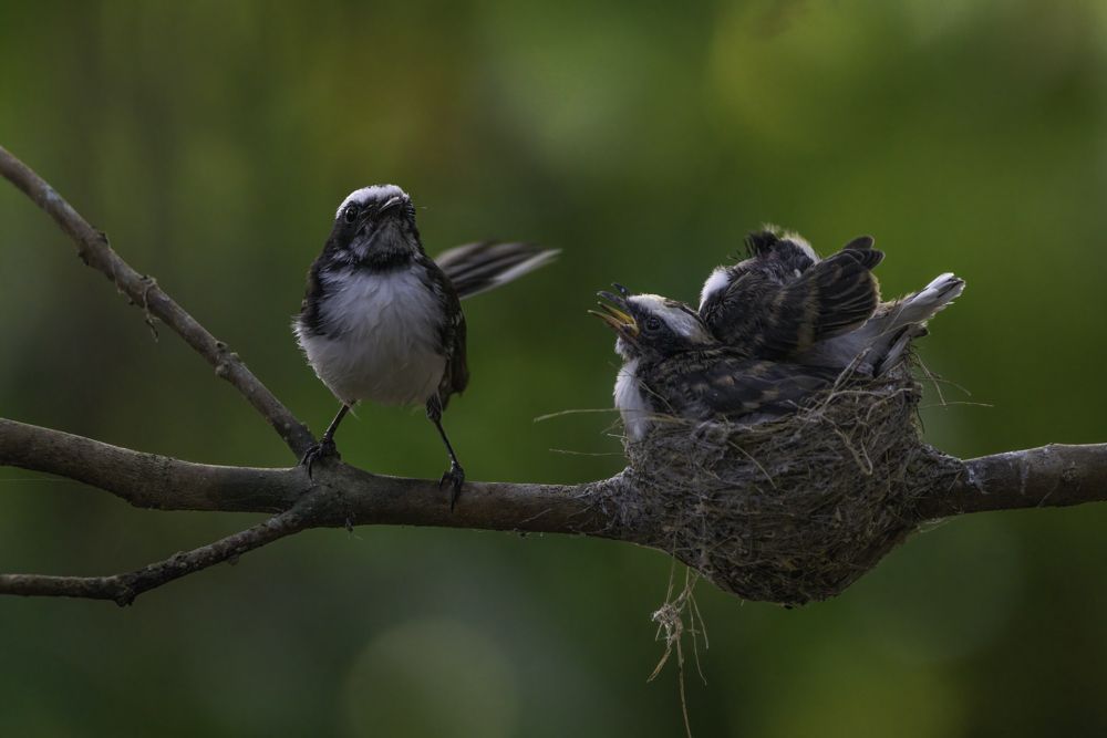 Photograph by Kushan Madushanka Sonnadara