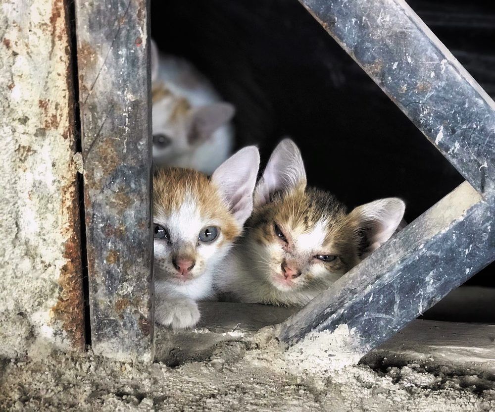 Фотография автора Tuan Nguyen