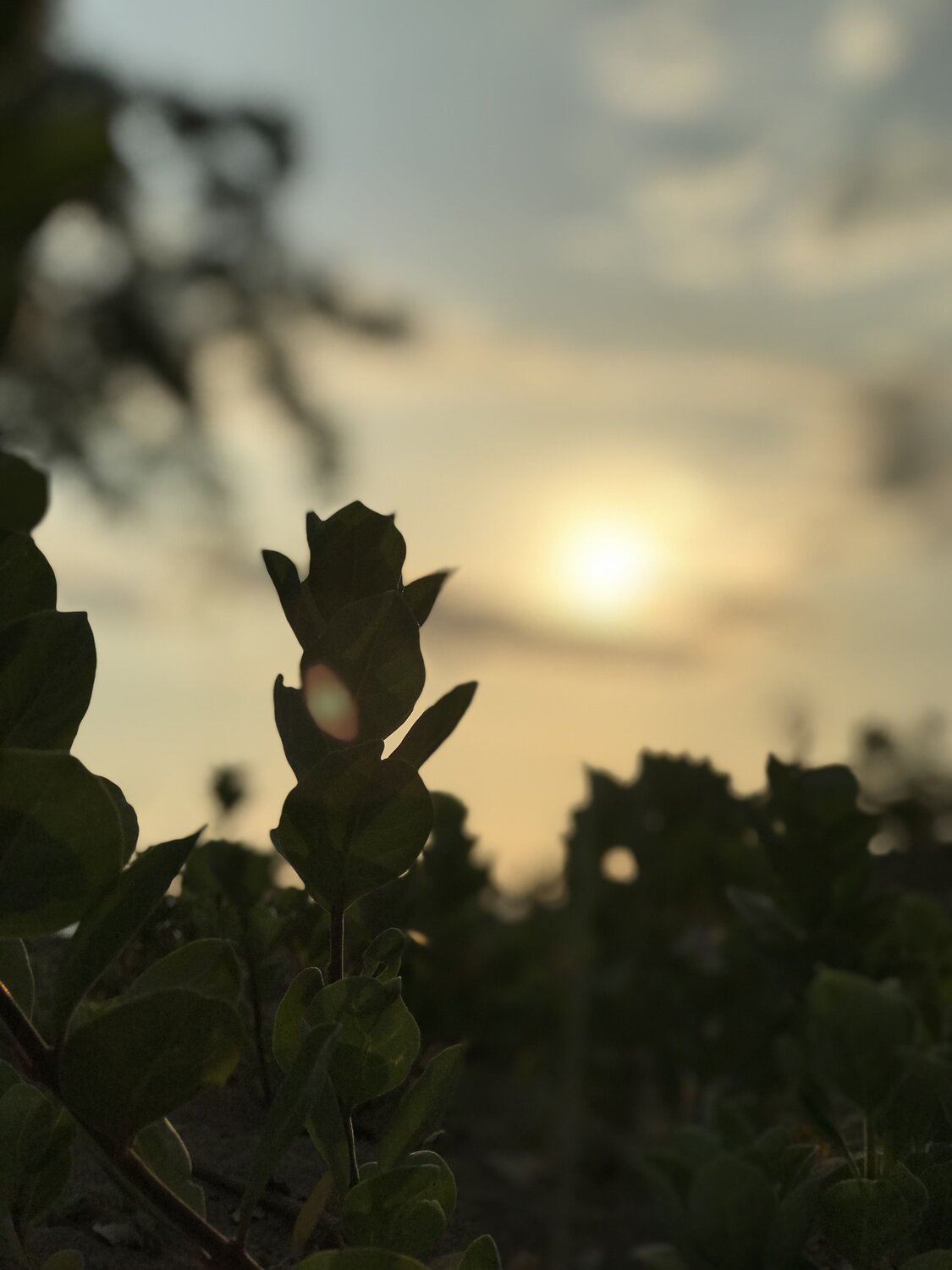 Sunset and Me