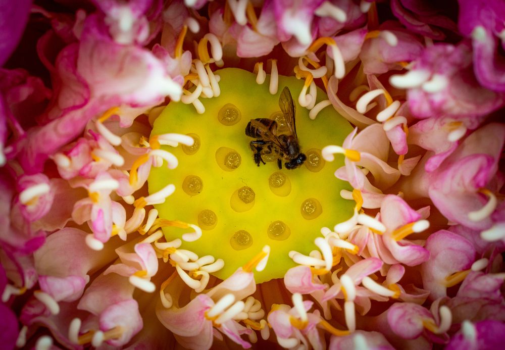 Photograph by Rajitha Jayasinghe