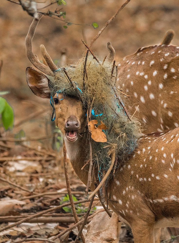 Photograph by Divya Dwaraknath