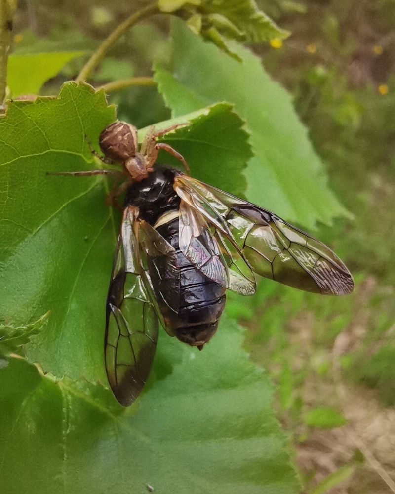 Завтрак паука