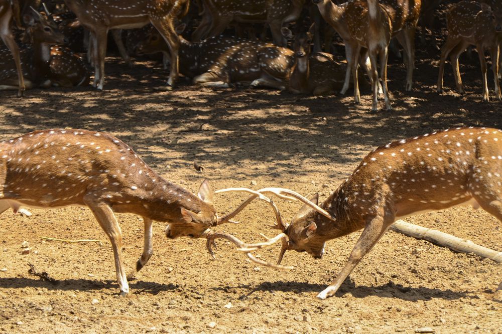 Photograph by Mathew Nishanth