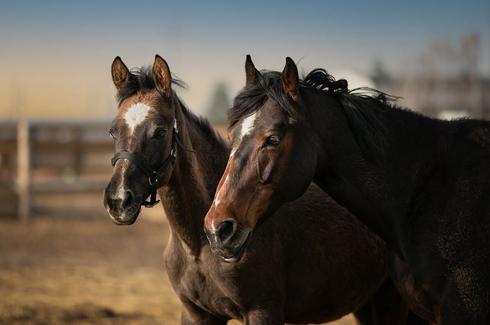 Photograph by Елена Алешечкина