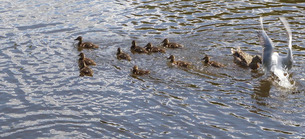 Защита за мамой...!