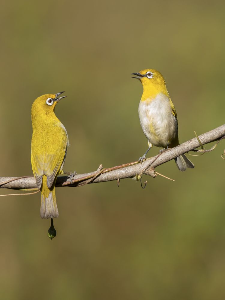 Photograph by Suman Paul