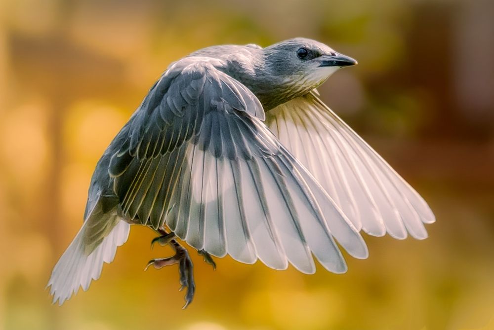 Фотография автора Oliwer Szatmari