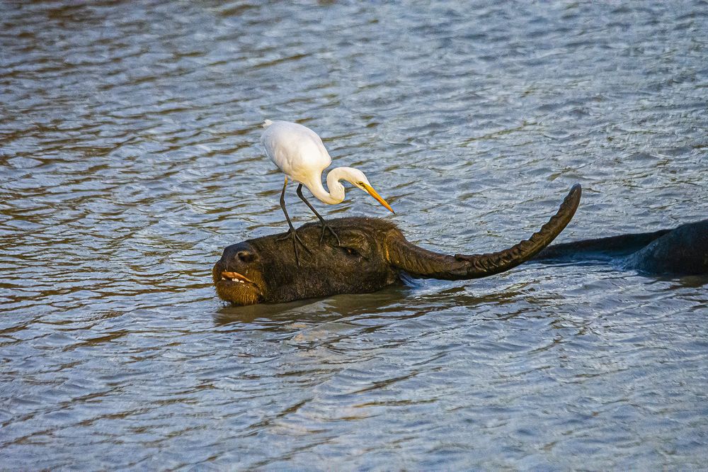 Photograph by Shenal Silva