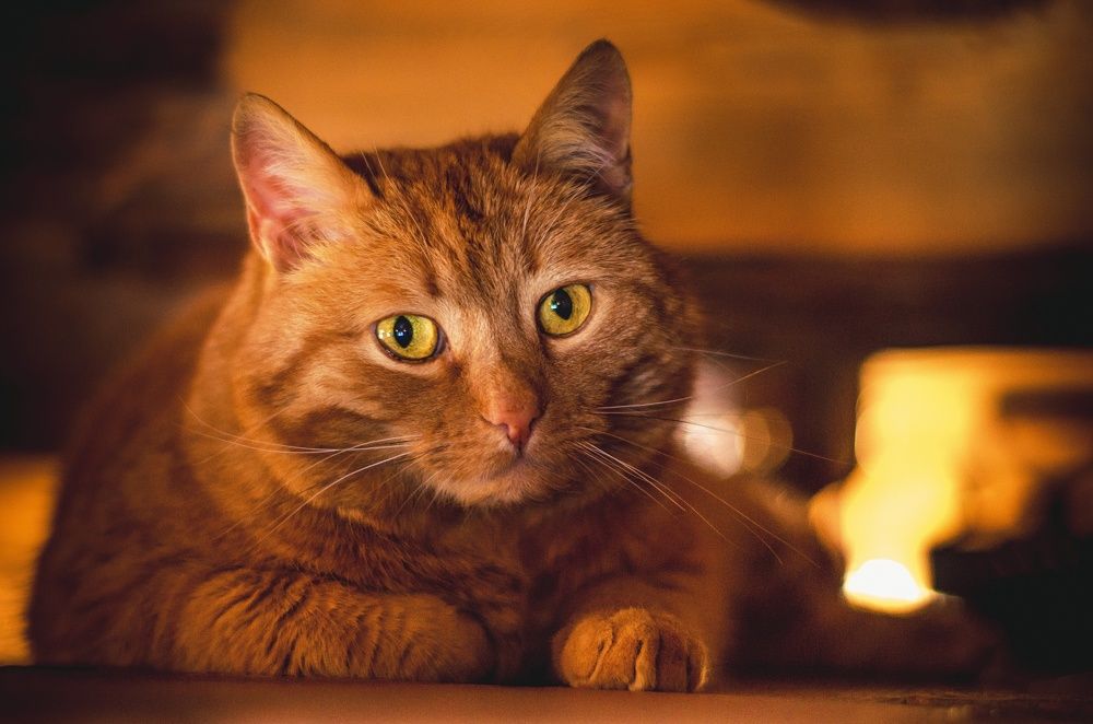 Photograph by German Jaska