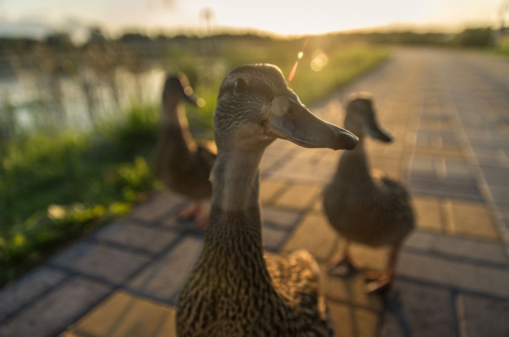 Photograph by German Jaska