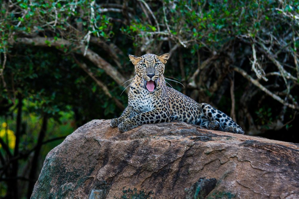 Photograph by Shenal Silva