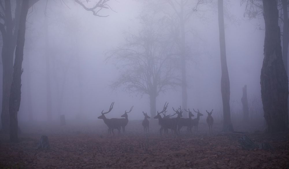 Photograph by Subramanyam Pratapa