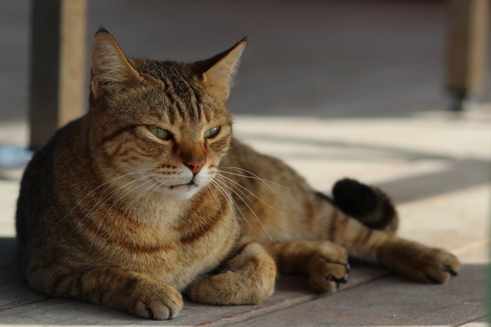 Photograph by mahaboobkhan