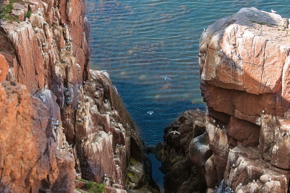 Птичий базар