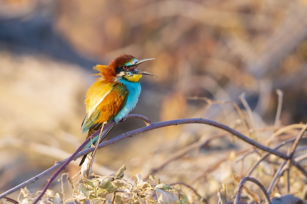 European bee eater