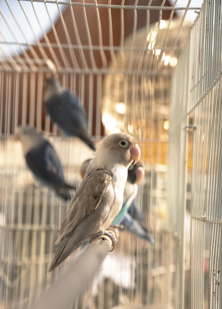 Photograph by mahaboobkhan