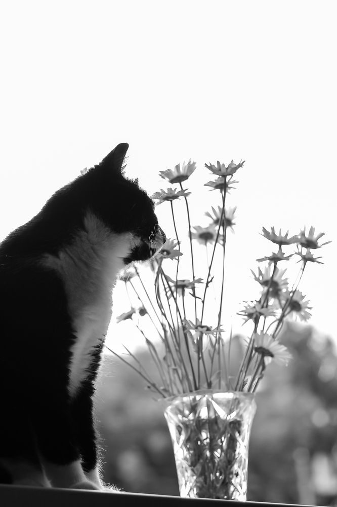 Фотография автора Наталья Соболь