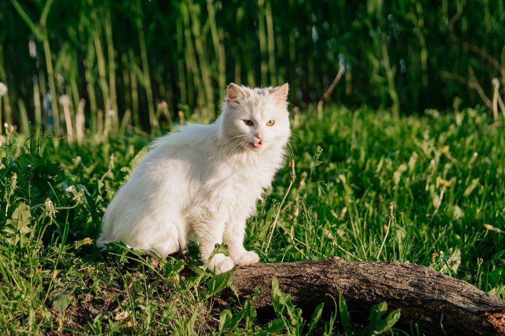 Photograph by Дмитрий Шудель