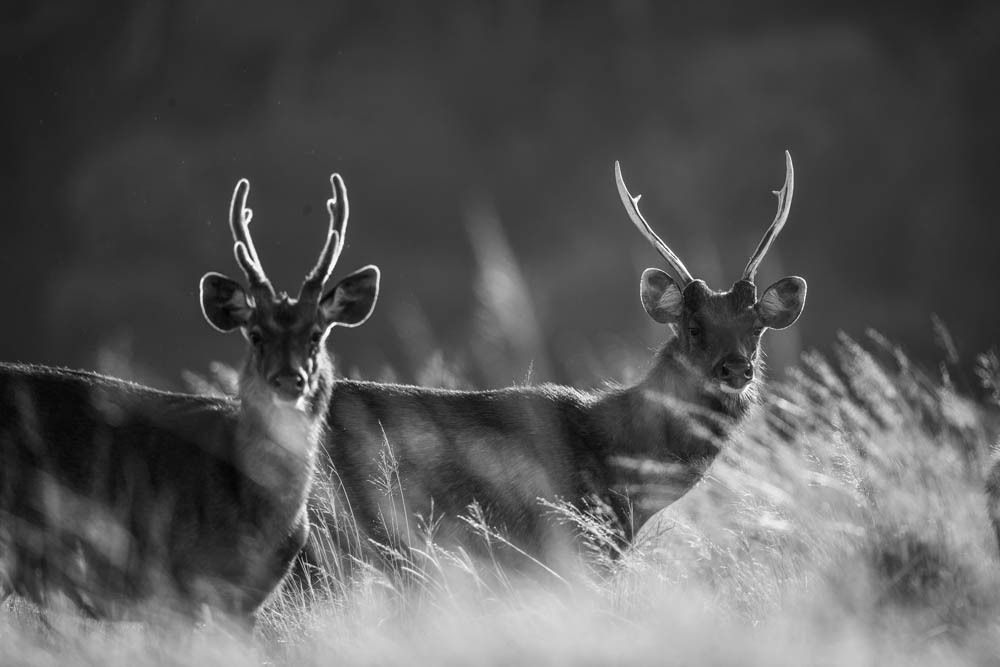 Photograph by Senadheera Danushka