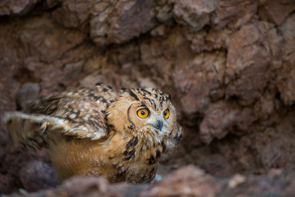 Photograph by Nagarajan P