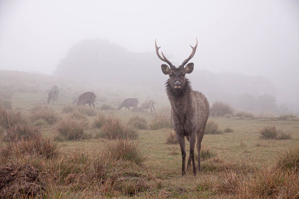 Фотография автора Senadheera Danushka