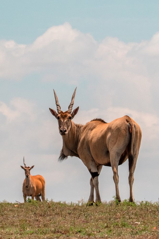 THE HORNED AND THE HORNLESS