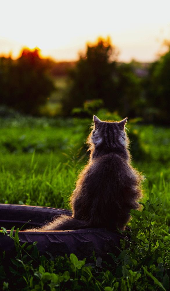 cat's sunset